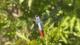 Planiplax erythropyga