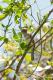 Empidonax alnorum