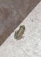 Scinax nasicus