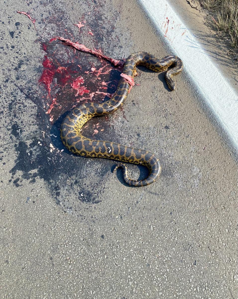 Foto Anaconda Amarilla