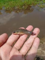  (Crenicichla semifasciata)