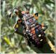 Thasus gigas