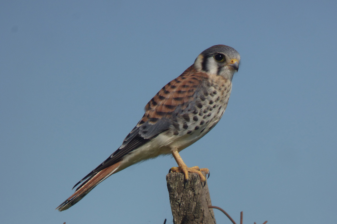 Foto Halconcito Colorado