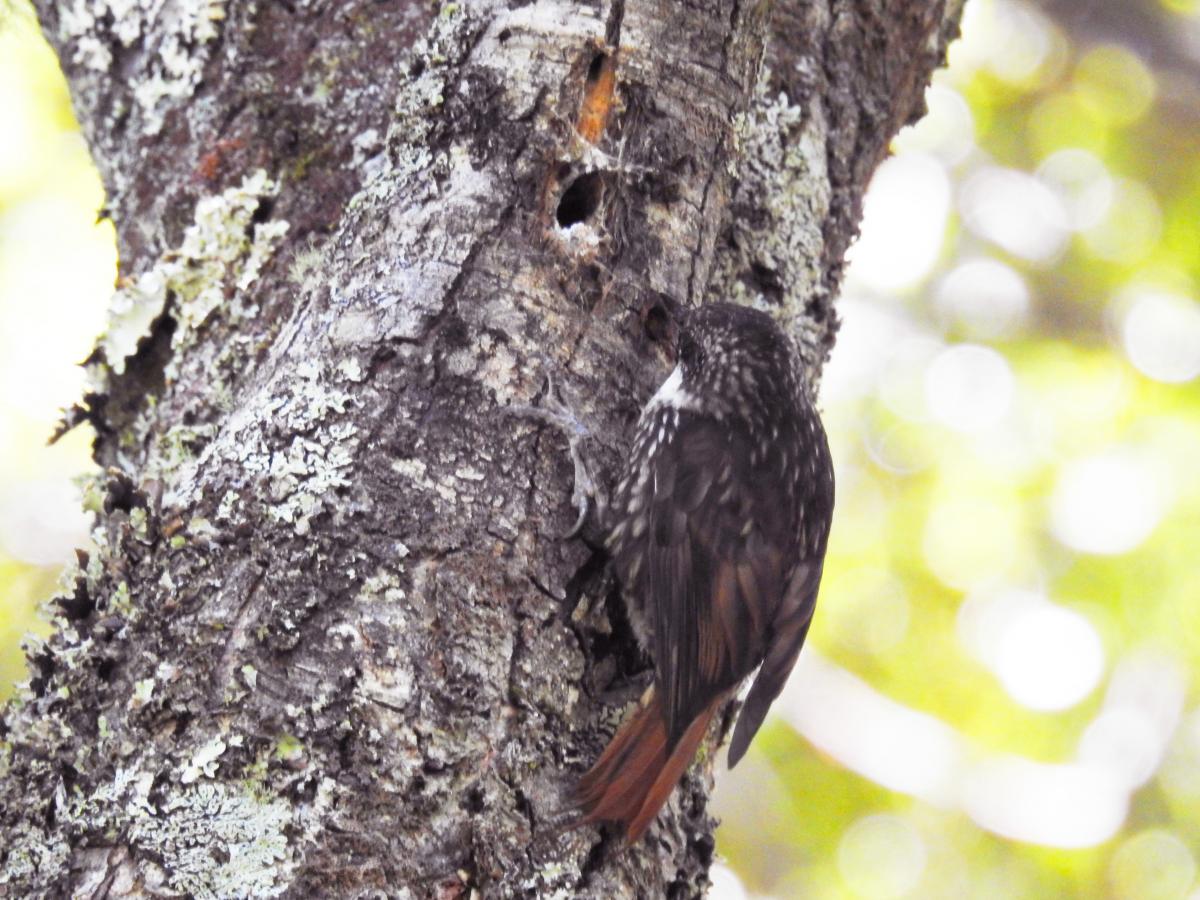 Foto Picolezna Patagónico