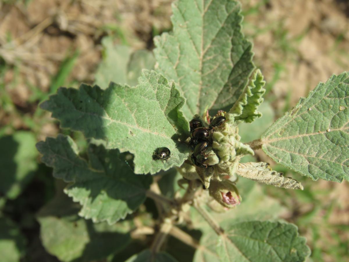 Foto Crisomela Verde
