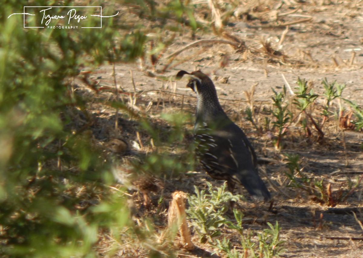 Foto Codorniz Californiana