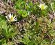 Anemone decapetala