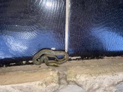 Foto Culebra Verde y Negra