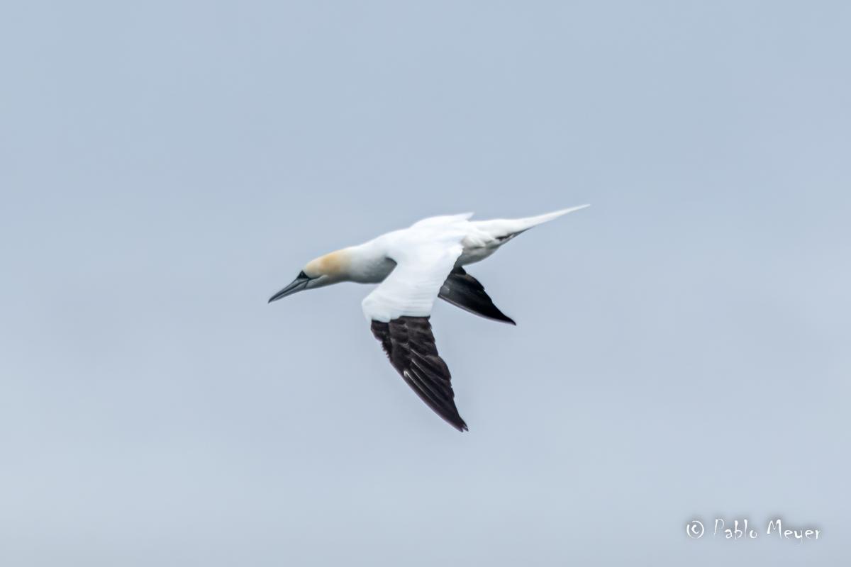 Alcatraz Com�n (Morus bassanus)