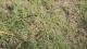 Asparagus officinalis