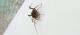 Pachyloidellus butleri