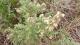 Baccharis artemisioides