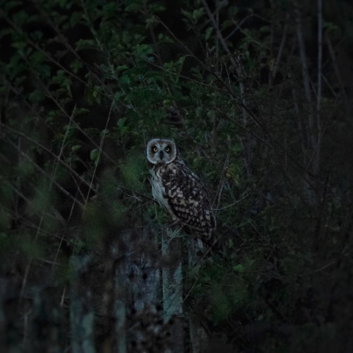 Foto Lechuzón Campestre