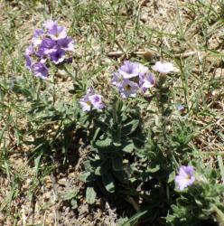 Foto Borraja Cimarroma