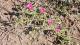 Portulaca grandiflora