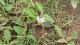 Solanum juvenale