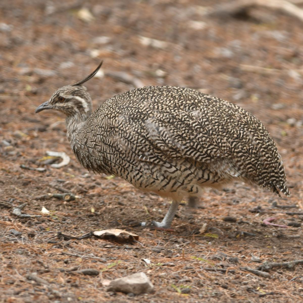 Foto Martineta Común
