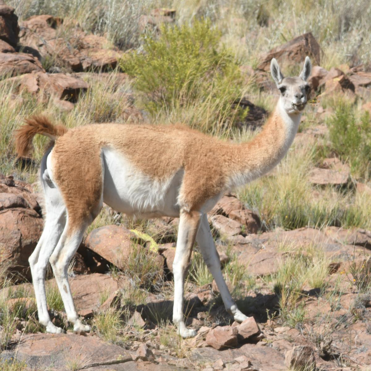 Foto Guanaco