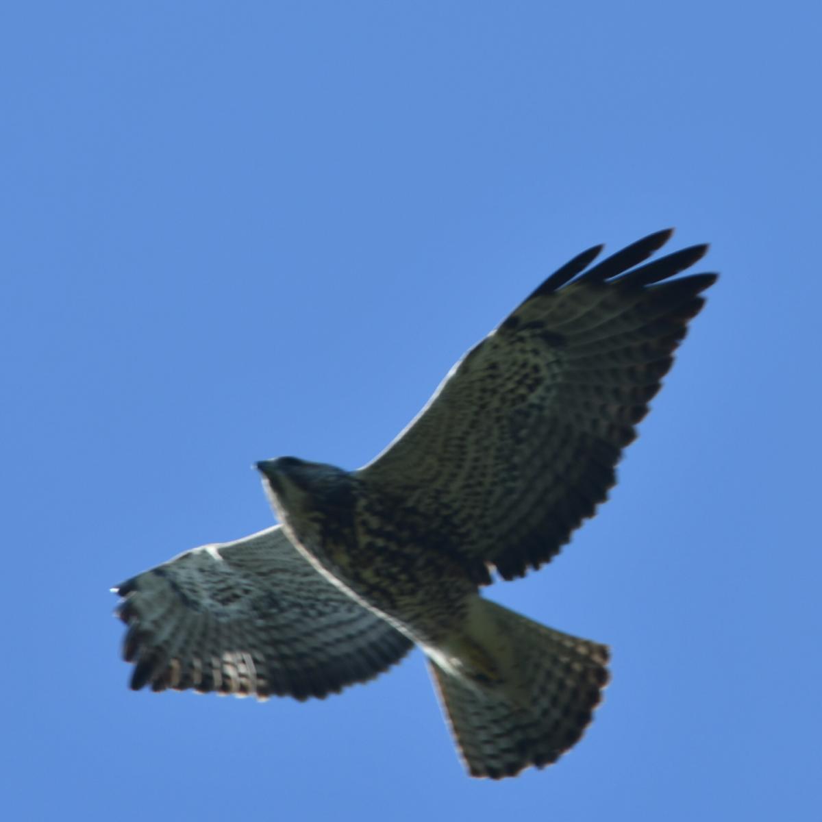 Foto Aguilucho Langostero