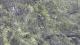 Vachellia caven