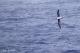 Thalassarche chrysostoma