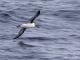 Thalassarche chrysostoma
