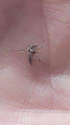 Foto Mosquito Charquero