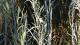 Hyalis argentea