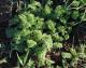 Acaena myriophylla