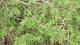 Lippia turbinata