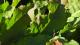 Neopedies brunneri