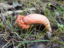 Foto Cuerno Hediondo