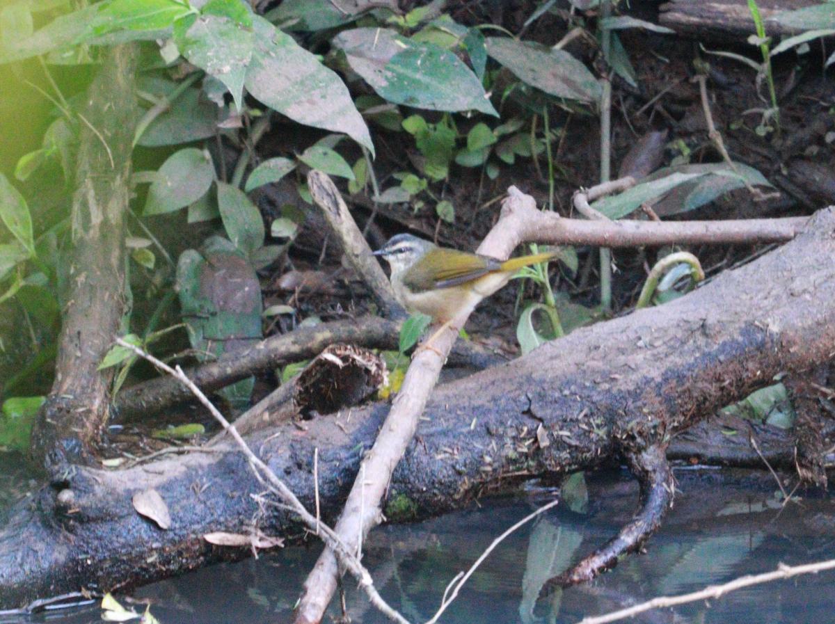 Foto Arañero Ribereño