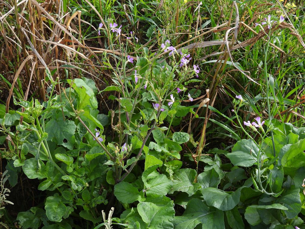 Foto Rábano Silvestre