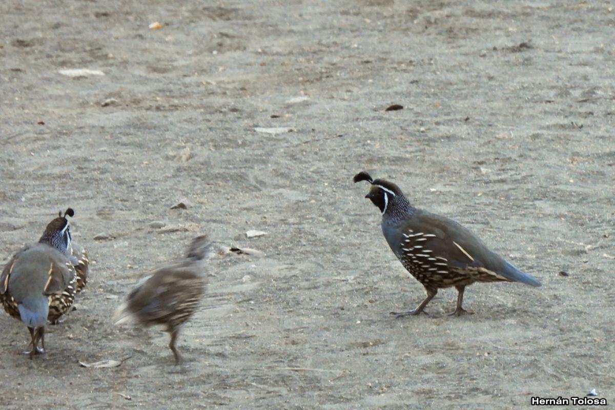 Foto Codorniz Californiana