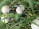 Panaeolus cyanescens