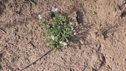 Foto Borraja Cimarroma