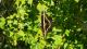 Papilio thoas
