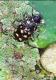 Eumegilla variolosa