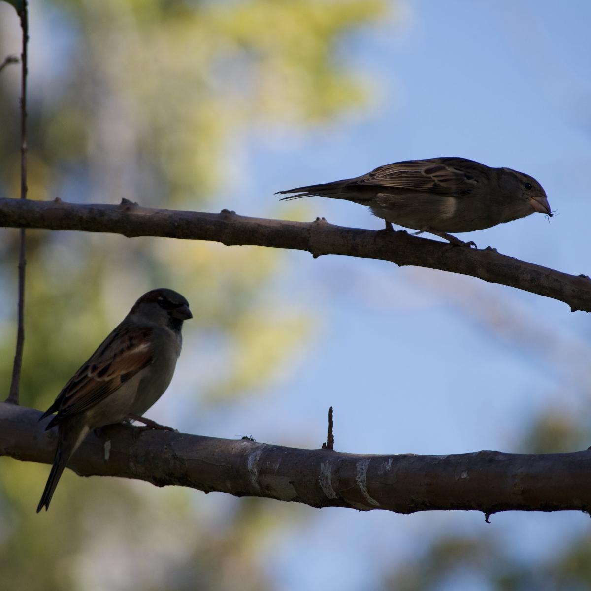Foto Gorrión Común