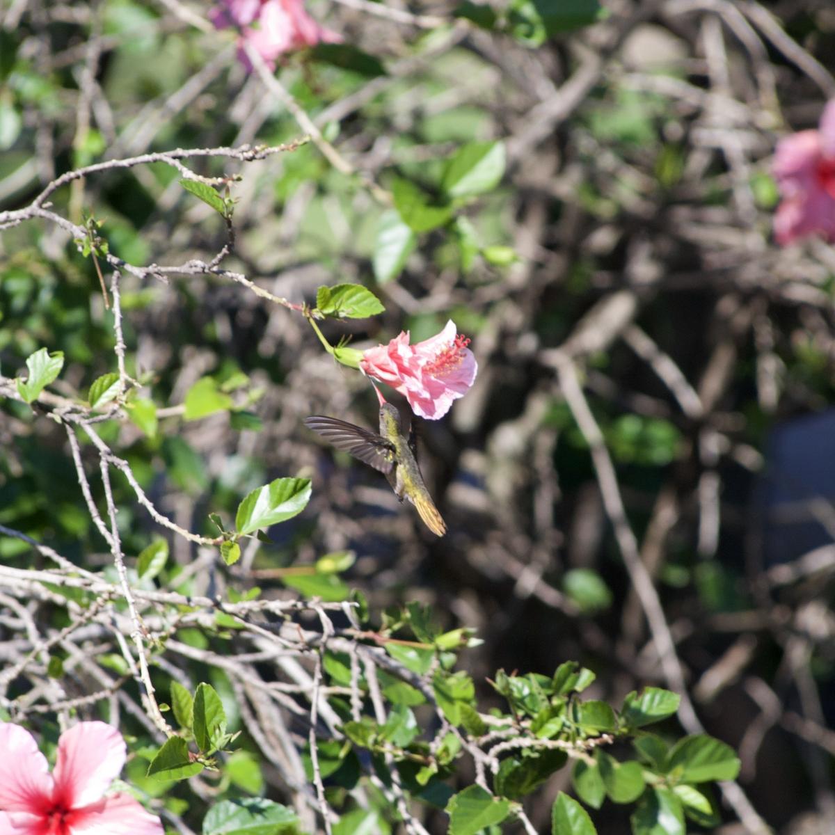 Foto Picaflor Bronceado