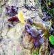 Auricularia fuscosuccinea
