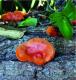 Trametes sanguinea