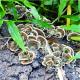 Trametes versicolor