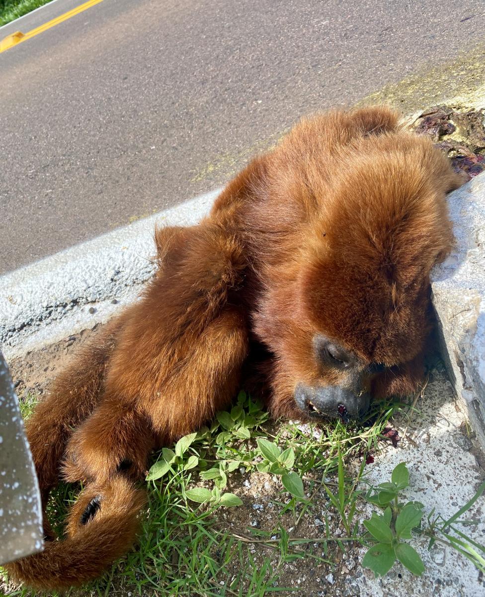 Foto Mono Aullador Rojo