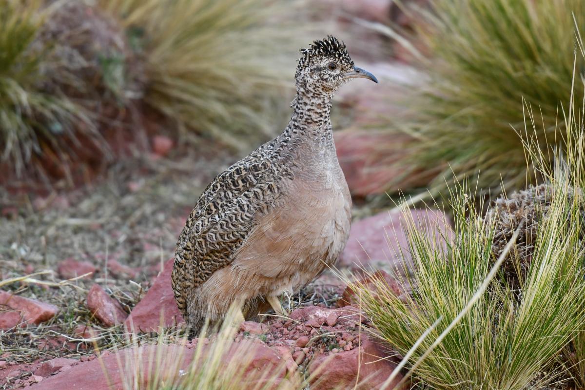 Photo Inambú Serrano