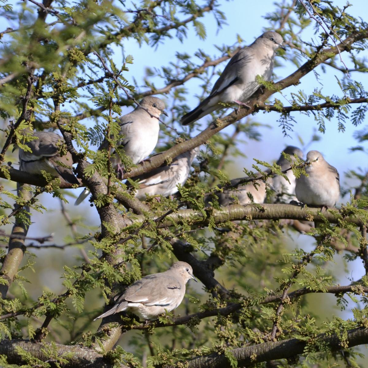 Foto Torcacita Común