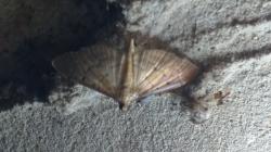  (Herpetogramma bipunctalis)