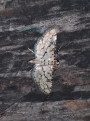  (Asturodes encisoensis)