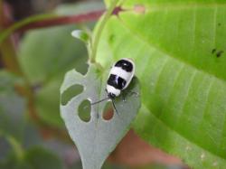  (Asphaera nigrofasciata)